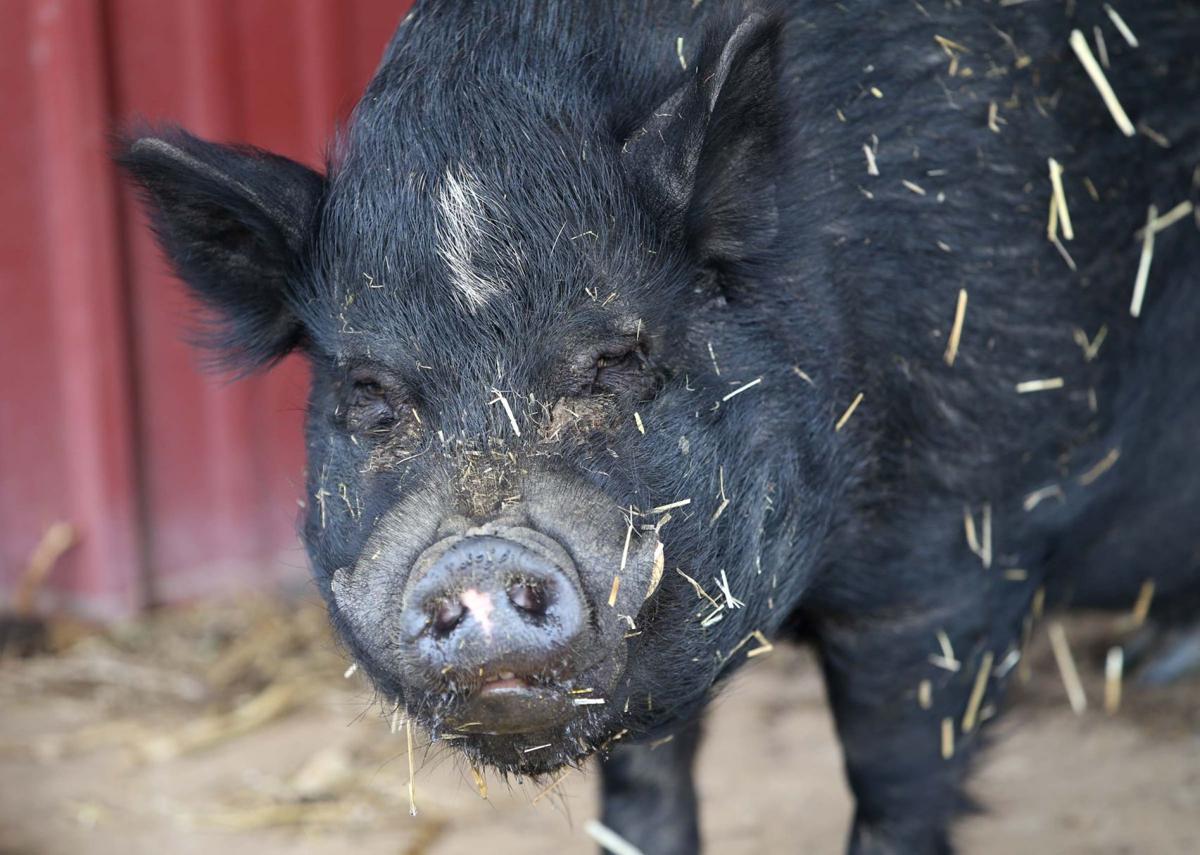 Pot Bellied Pigs In The City Pets Or Illegal Livestock City