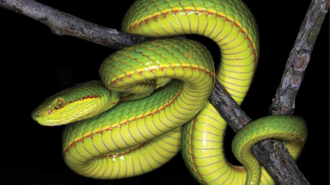 Scientists Name Newly Discovered Snake After Harry Potter Character Salazar Slytherin National News Tulsaworld Com