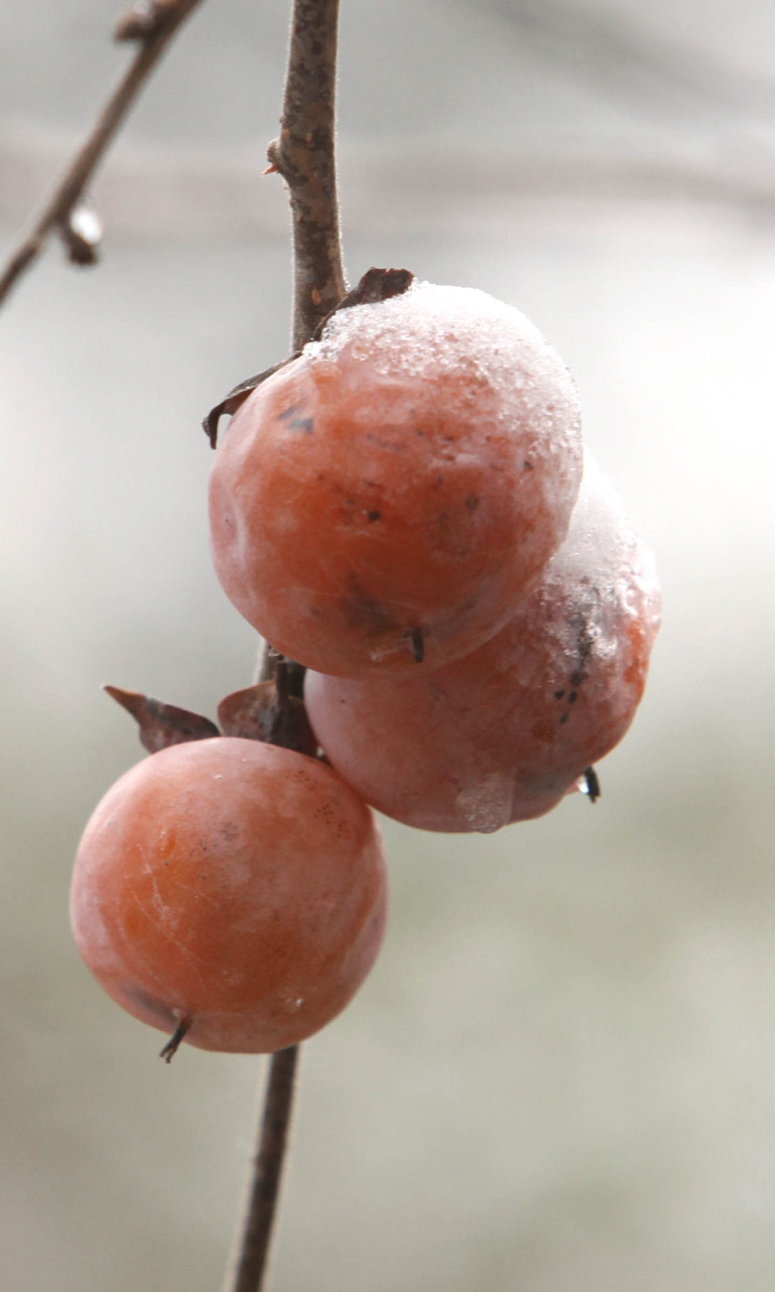 Winter Persimmon Seed Forecast Reflects Whats Already Come To Oklahoma 