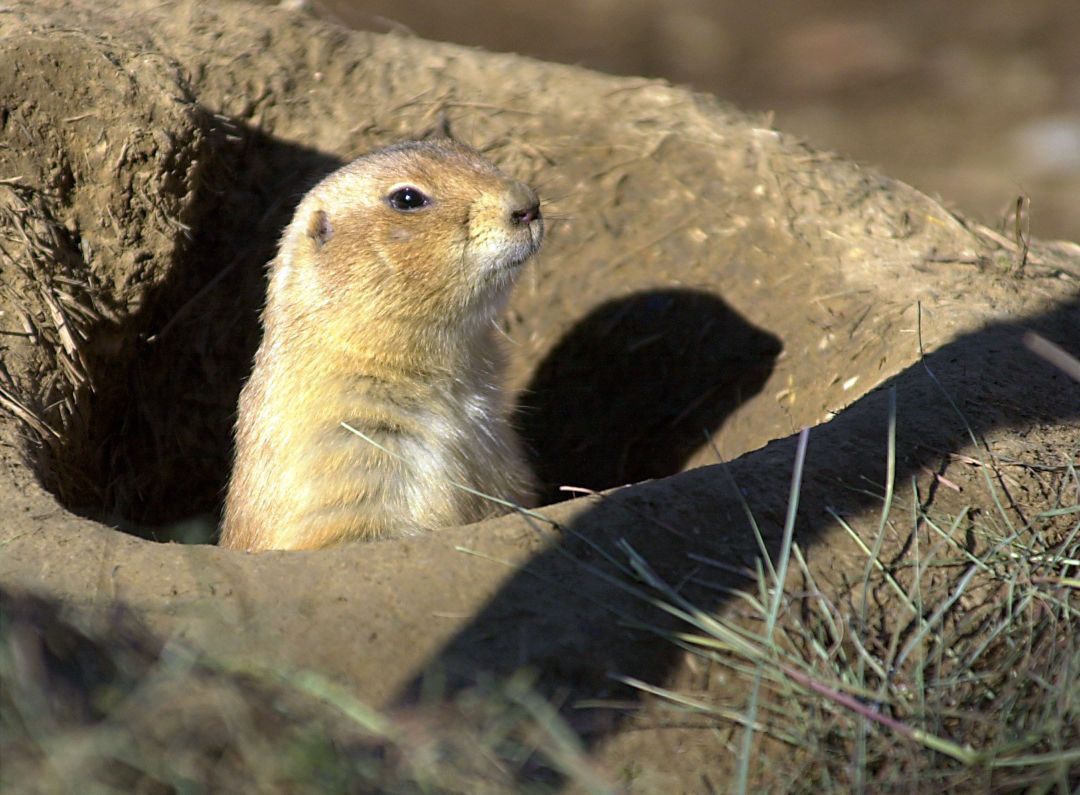 is a prairie dog a groundhog