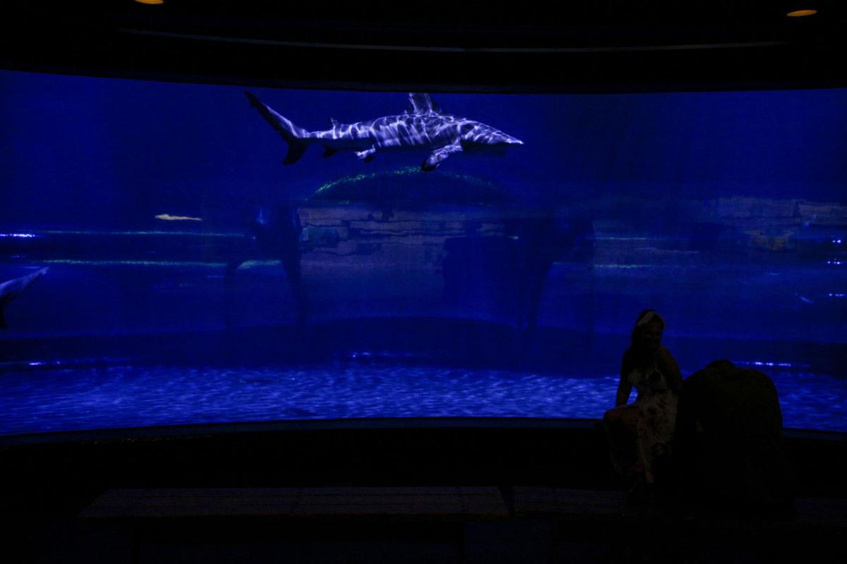 With arrival of TV's Shark Week, unique bull sharks remain Oklahoma