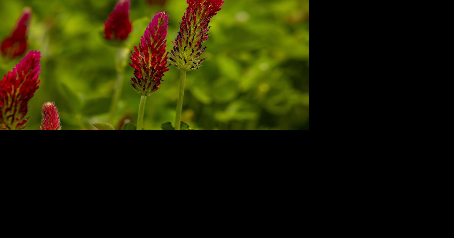 Master Gardener: Soil testing, cover crops can boost next year's planting