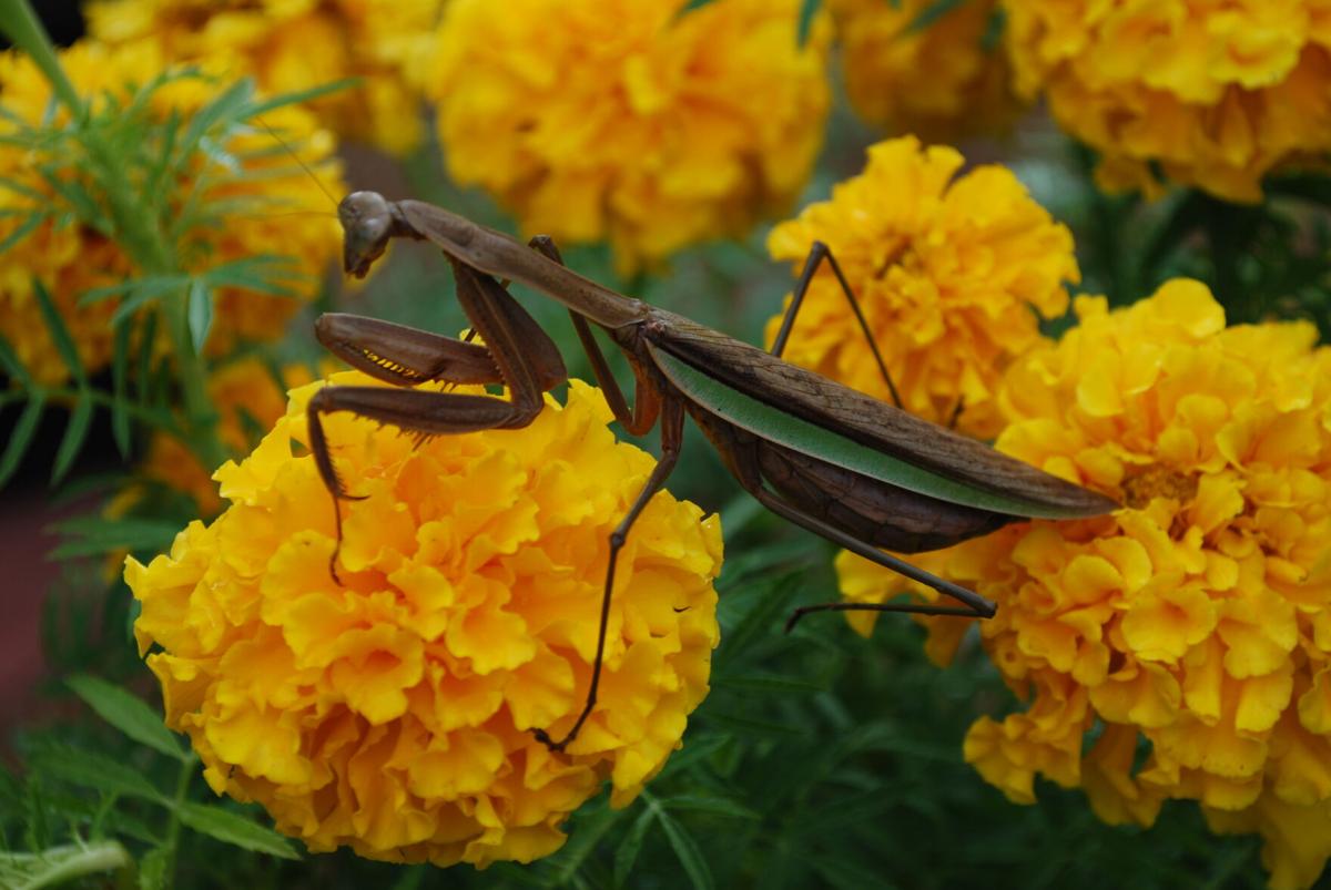 Praying Mantis