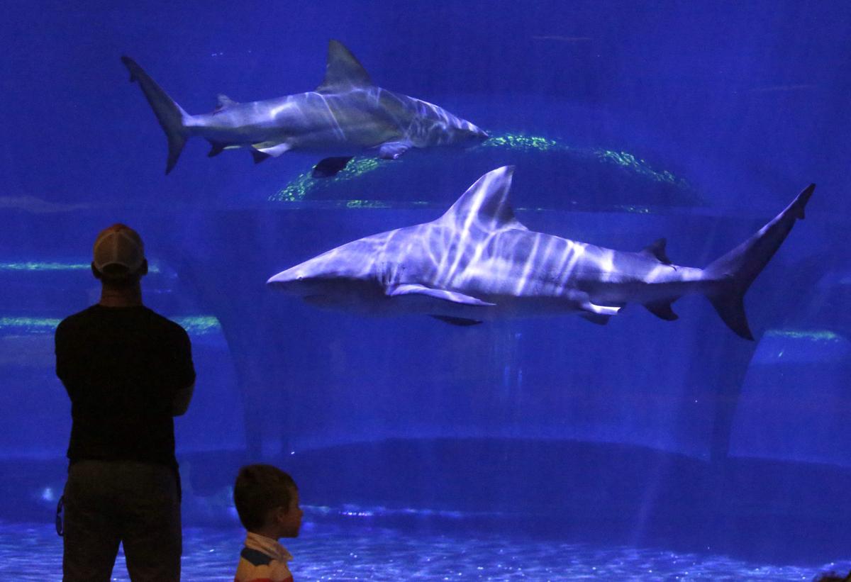 sharks at the oklahoma aquarium