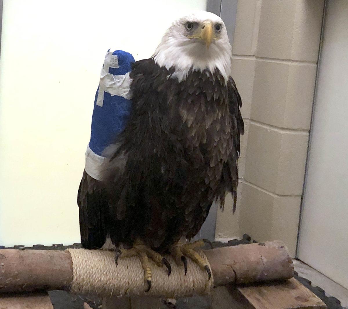 Tulsa World Editorial Someone Knows Who Shot This Bald Eagle