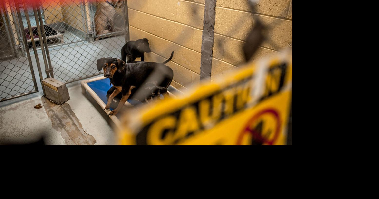 Tulsa Animal Welfare closes indefinitely to address distemper outbreak