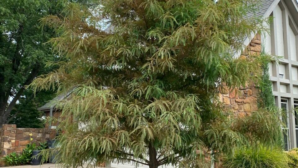 Barry Fugatt Find Strength And Beauty In The Bald Cypress Home Garden Tulsaworld Com