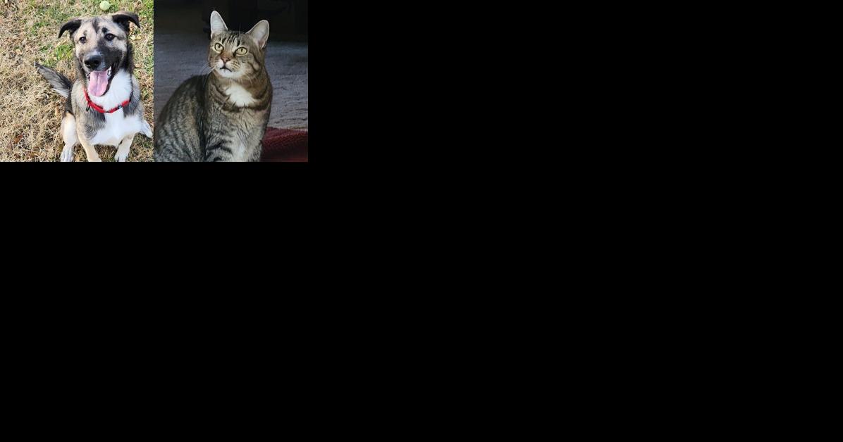 Pawsitively adorable: Meet 35 adoptable dogs and cats looking for love in the Tulsa area - Vimarsana News