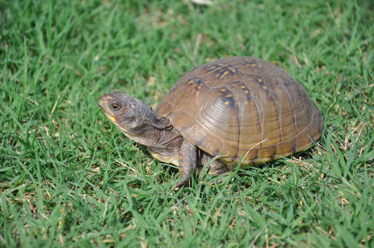 Il ubrugt fjende Nature Note: Box Turtles | News | tulsaworld.com