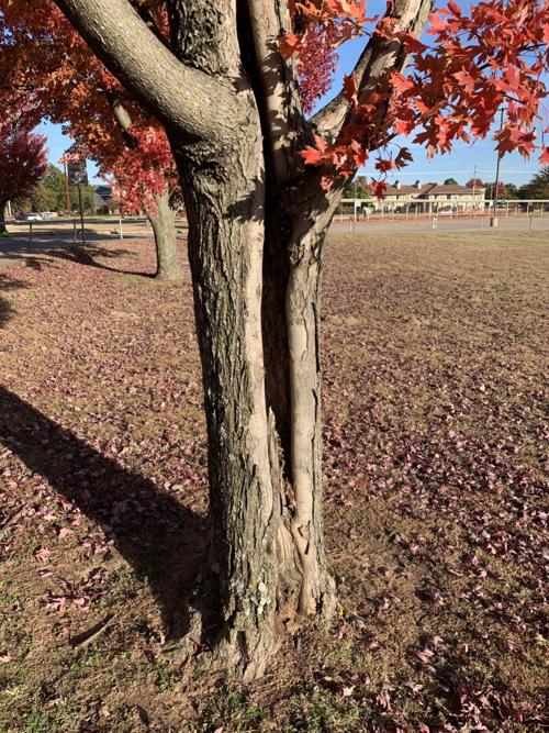 sw tree injury