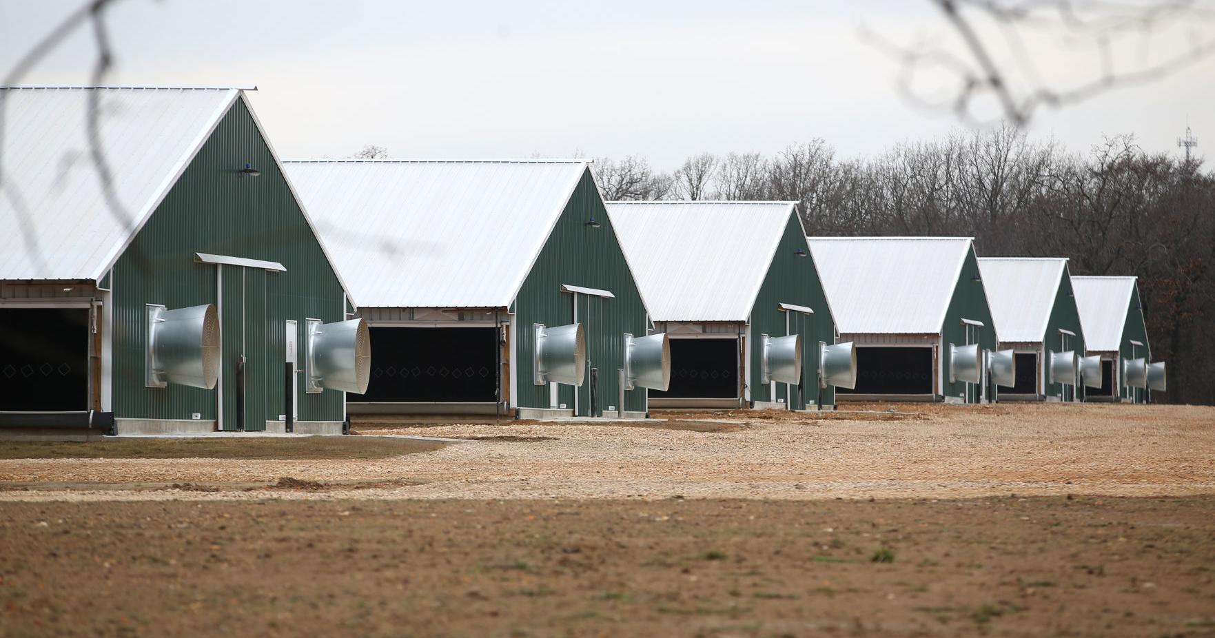State's long-running poultry lawsuit moves to mediation - Vimarsana News