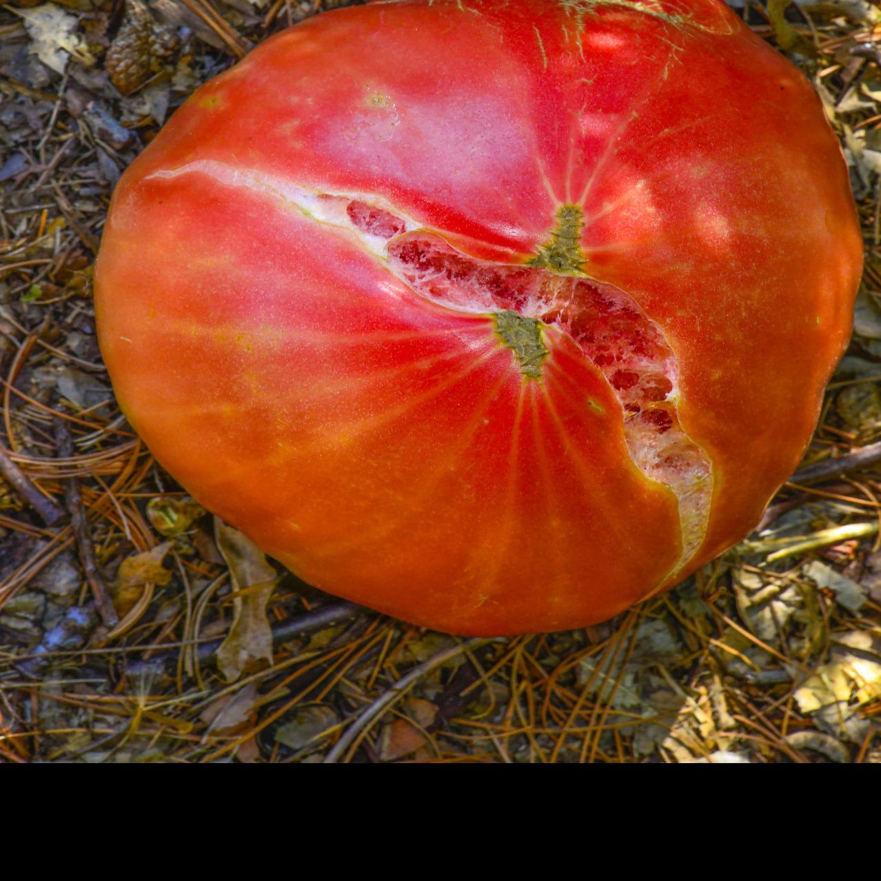 Master Gardener Tips For Growing Tomatoes In Oklahoma Home Garden Tulsaworld Com