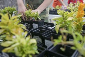 A New Leaf to reopen garden center this weekend after vandals caused $25,000 in damage