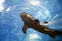 Oklahoma Aquarium sharks