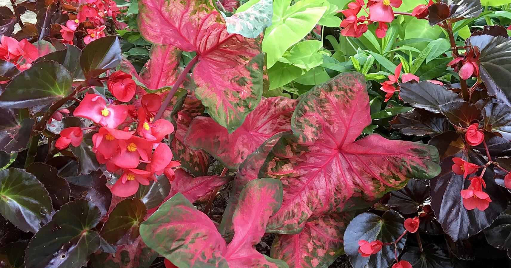 On Gardening: 2023 is the year of the Great Begonia Awakening - Vimarsana News