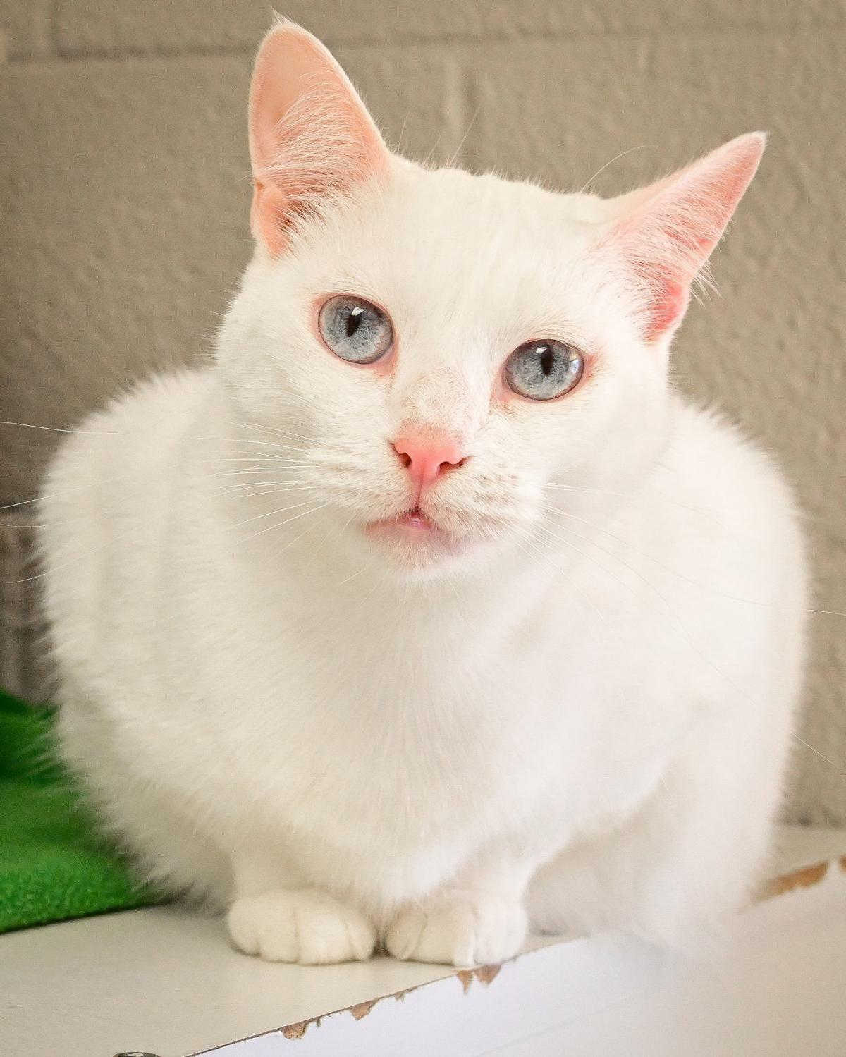 Pawsitively Adorable 107 Cats And Dogs Looking For Love Photo