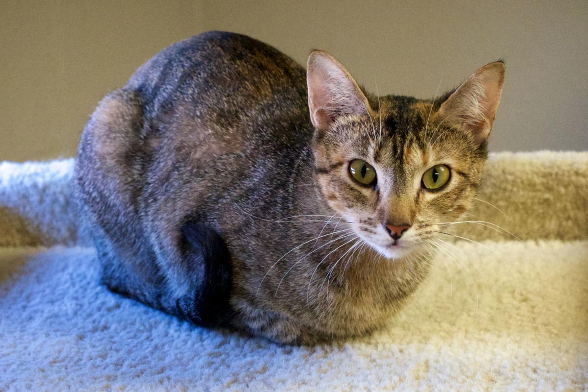 Pawsitively Adorable 23 Cats And Dogs Looking For Love