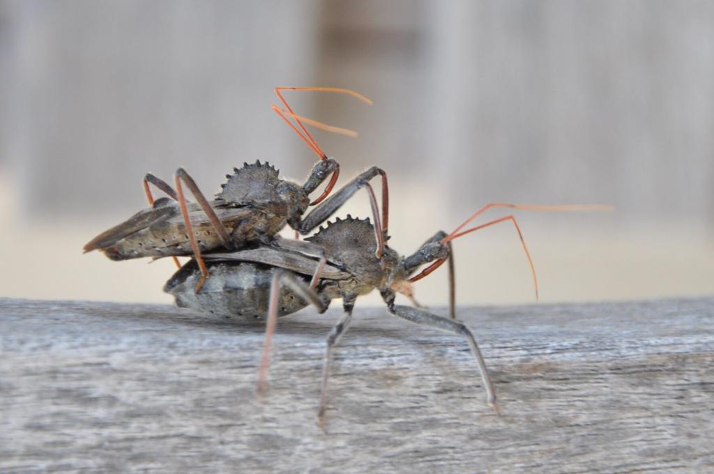 Nature Note Assassin Bugs Stalk Prey News Tulsaworld Com