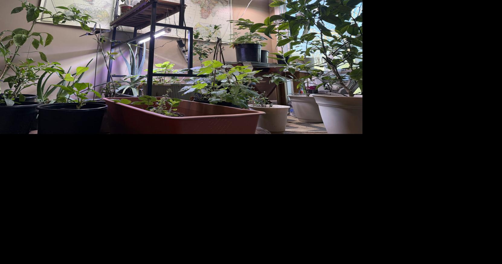 Master Gardener: Tips for overwintering plants indoors