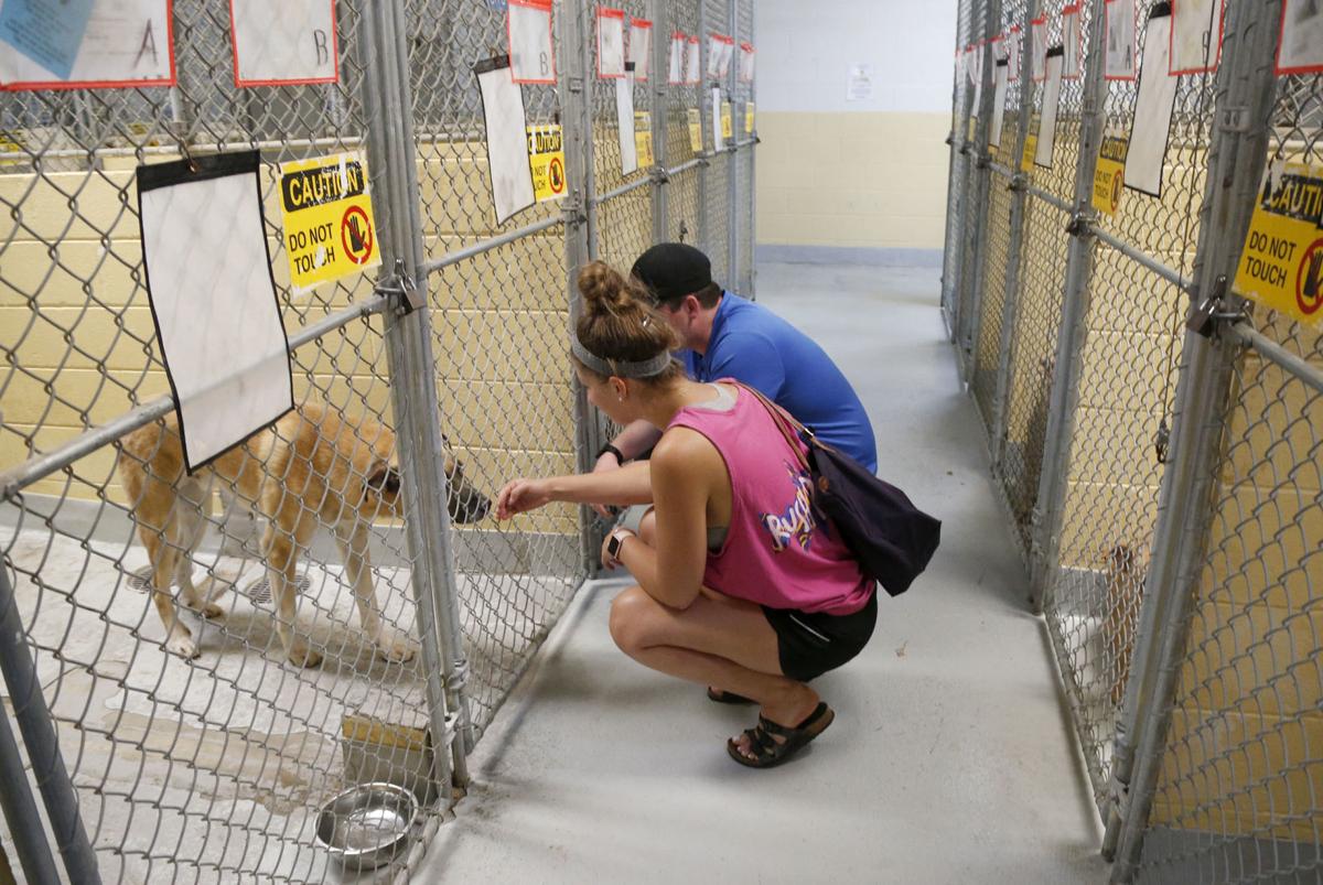 Ready For A Pet Saturday Is Clear The Shelters Day Local News Tulsaworld Com