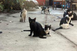 A homeless man in Chicago died, leaving behind a pack of alley cats. His neighbors came to the rescue.