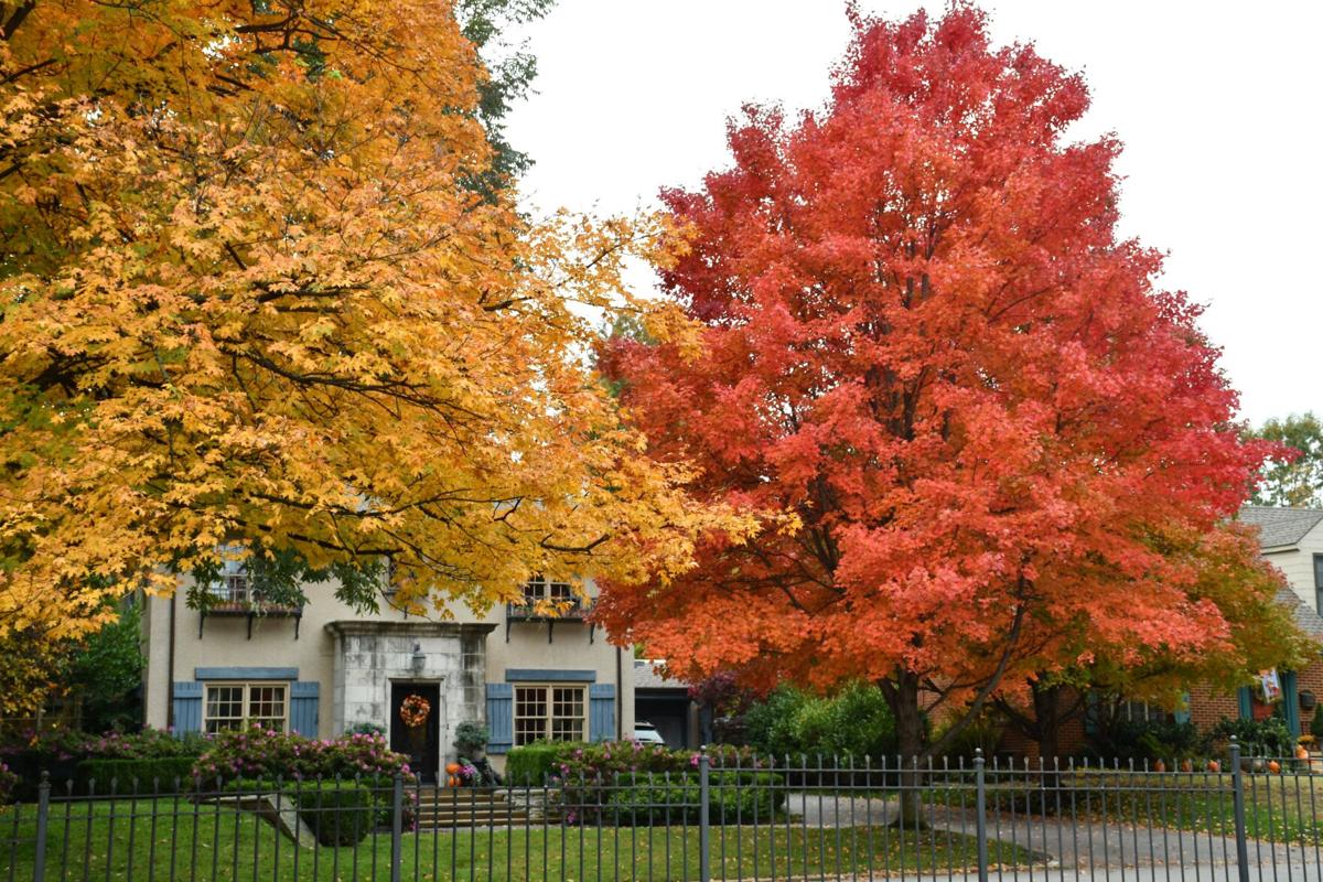 Barry Fugatt: Red Maples are hard to beat for fantastic fall color