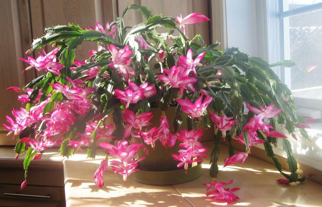 Master Gardener: Christmas cacti can live 100 years. Here's how to