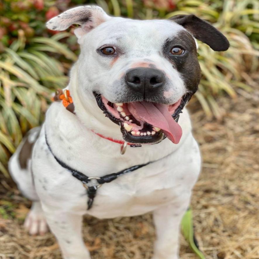 Pawsitively Adorable 94 Adoptable Dogs And Cats Looking For Love Photo Tulsaworld Com