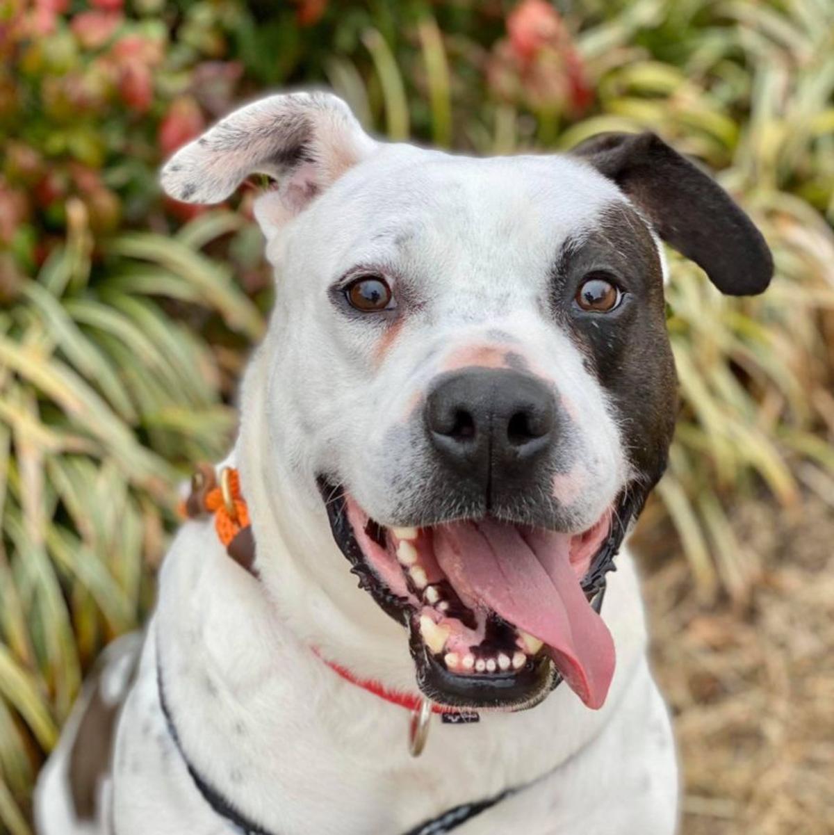 Pawsitively Adorable 94 Adoptable Dogs And Cats Looking For Love Photo Tulsaworld Com