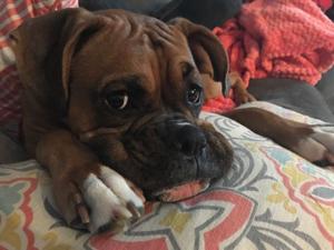 How prayer, rotisserie chicken and the kindness of strangers helped find a Nebraska dog missing for a week