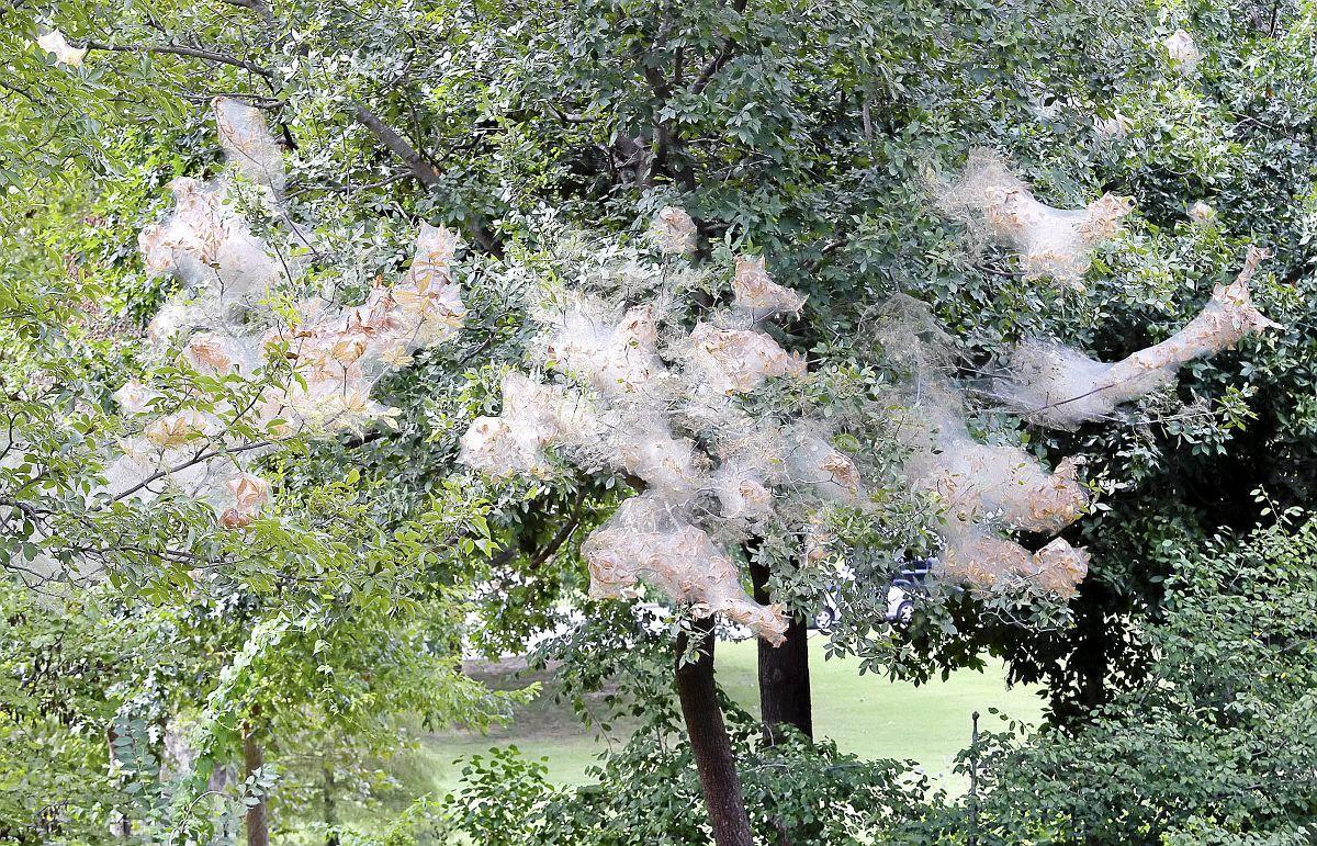 Fall web worms infestation perhaps worst ever | Metro & Region