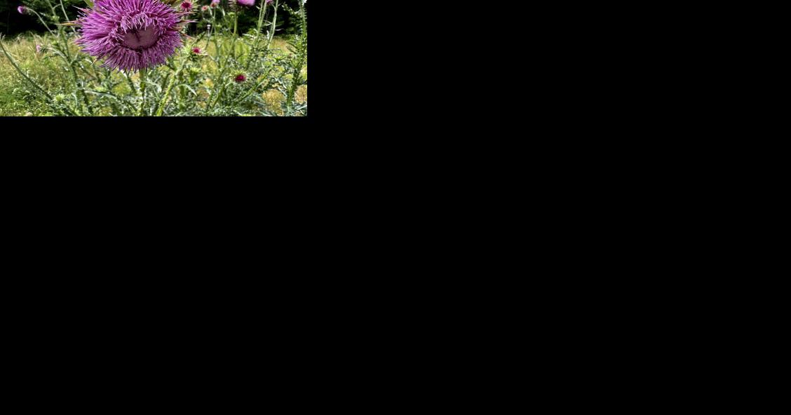 How to tell if thistles are native or noxious - Vimarsana News
