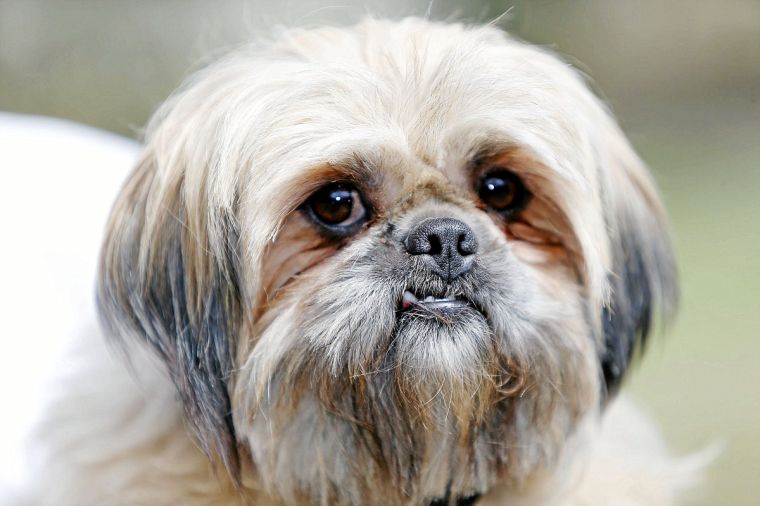 petco dogs up for adoption