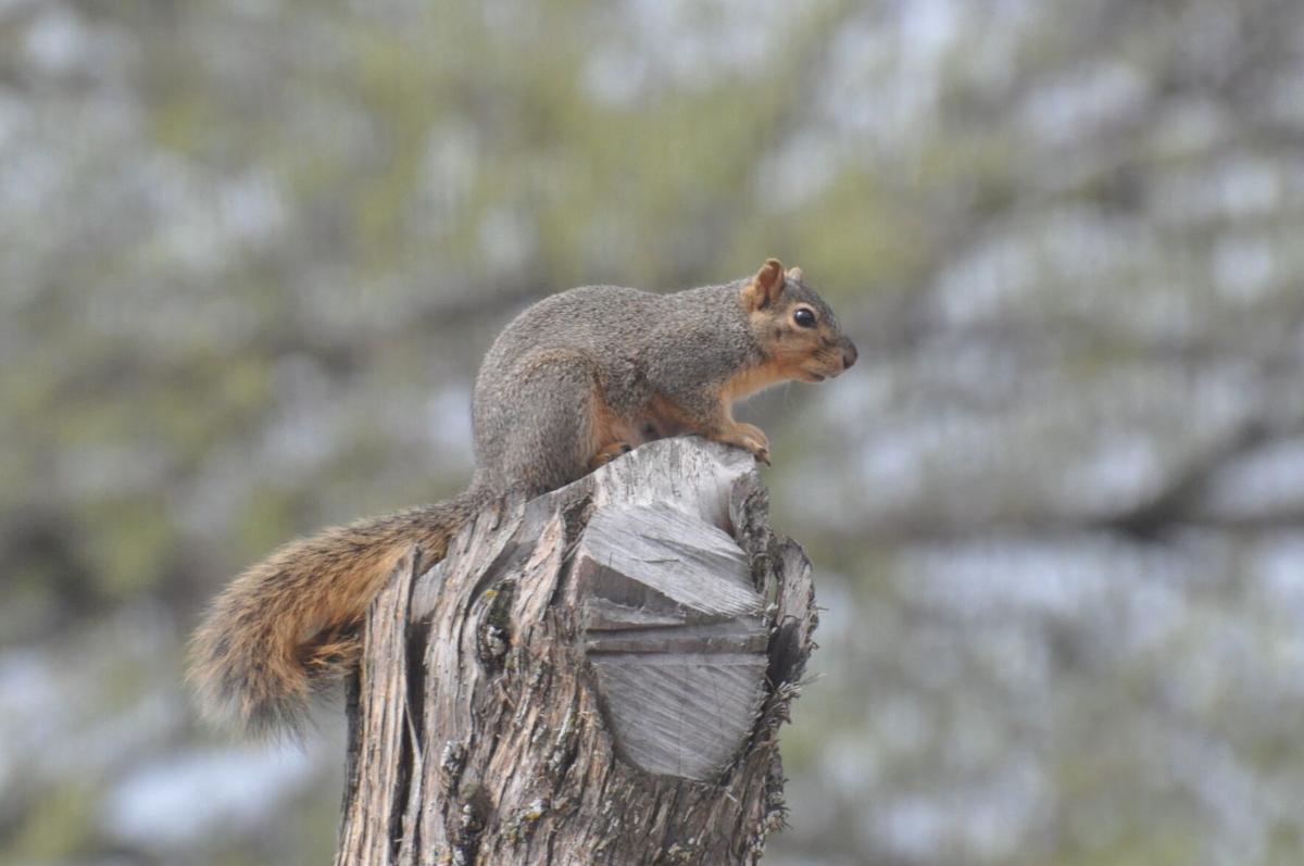 fordel Historiker pedal Nature Note: Two eastern squirrels | News | tulsaworld.com