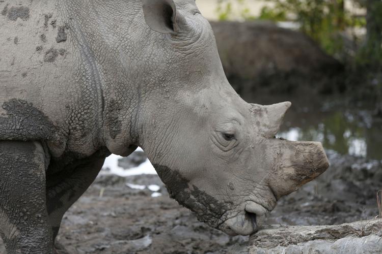 The Crash at the Rhino Rescue Center, It is hoped that the …