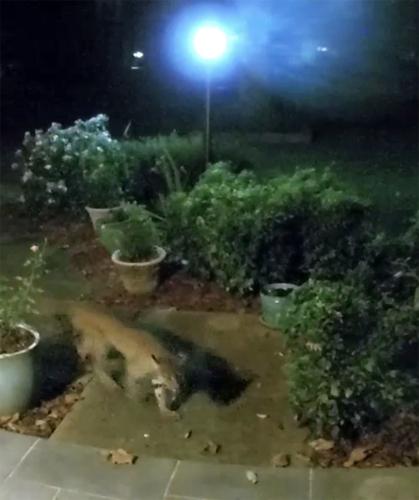 Bobcat eats rabbit in Green Township yard 