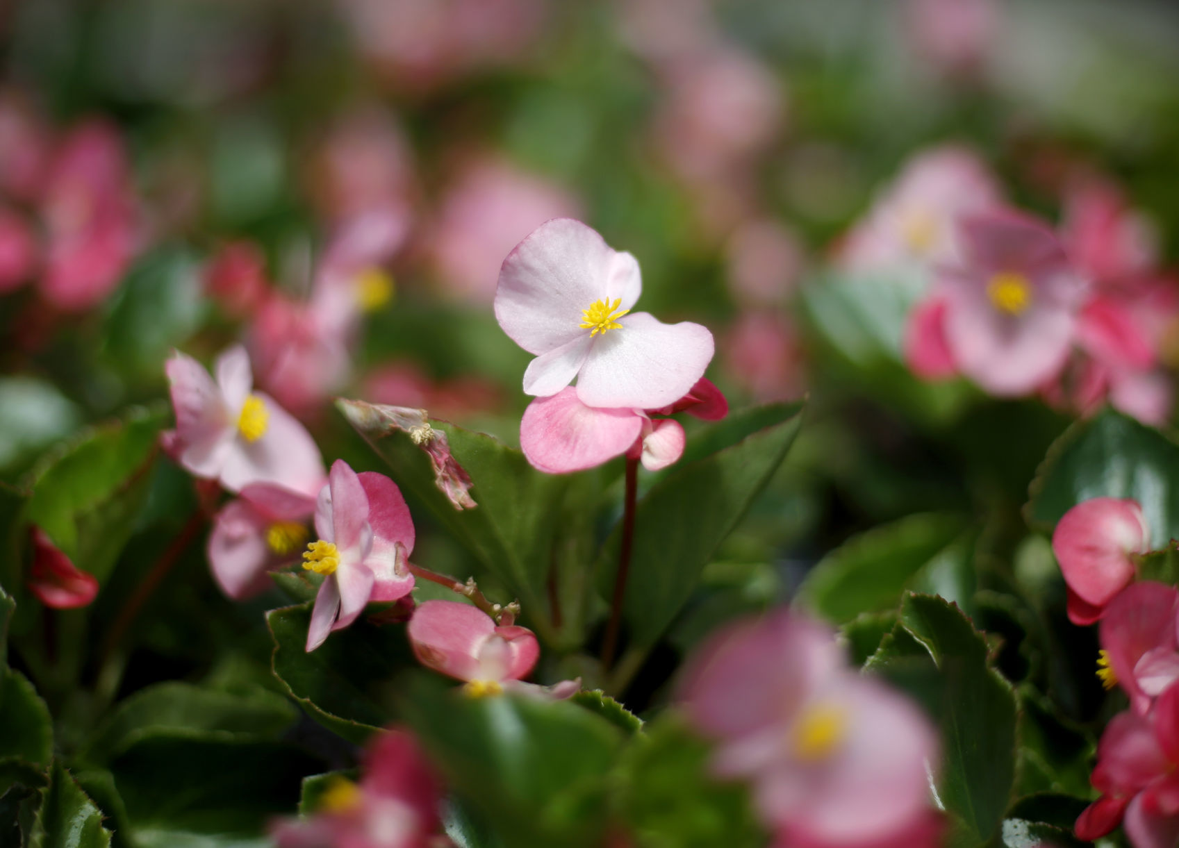 Southwoodlandscape And Nursery Tulsa Oklahoma Facebook