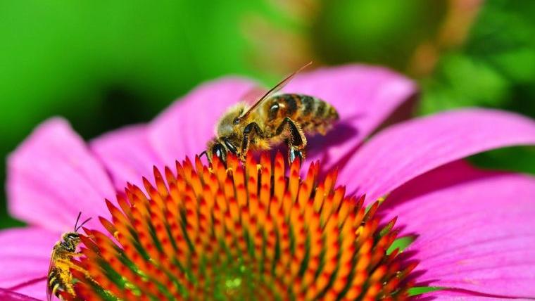 Master Gardener: Diversify your garden for pollination success | Home & Garden
