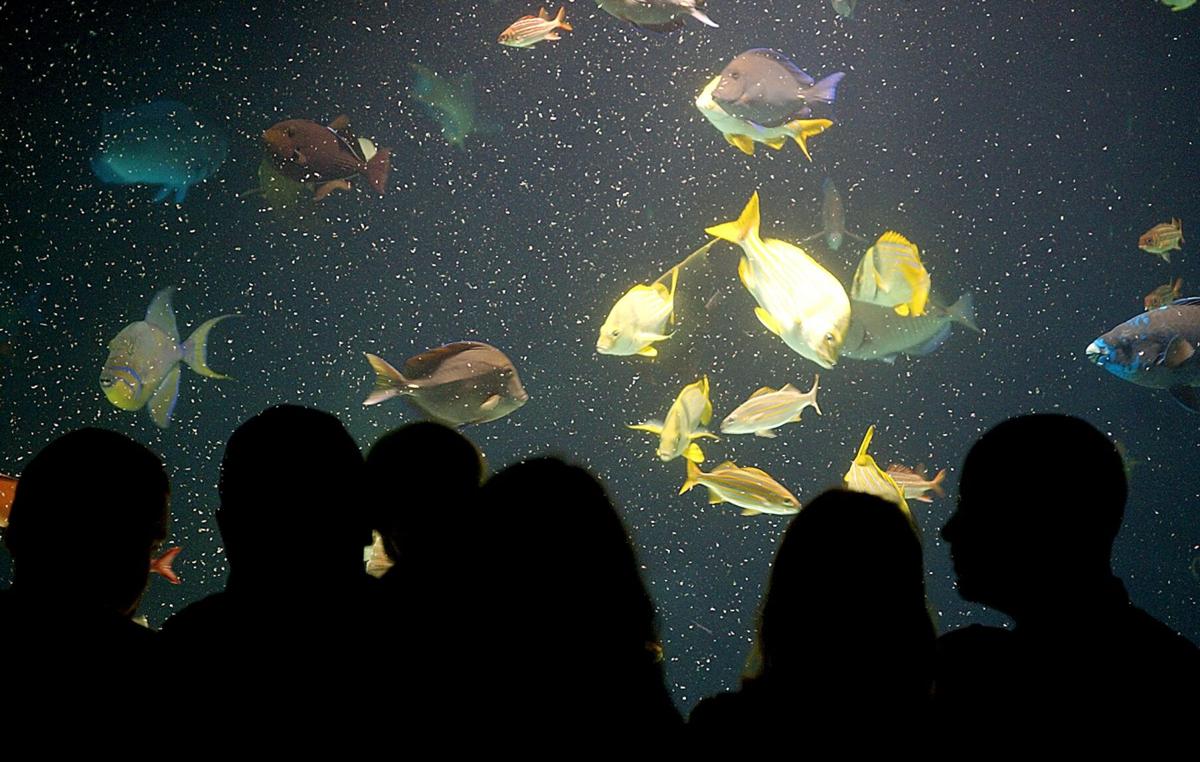 Extreme Fishes Oklahoma Aquarium Jenks, OK, fishes 