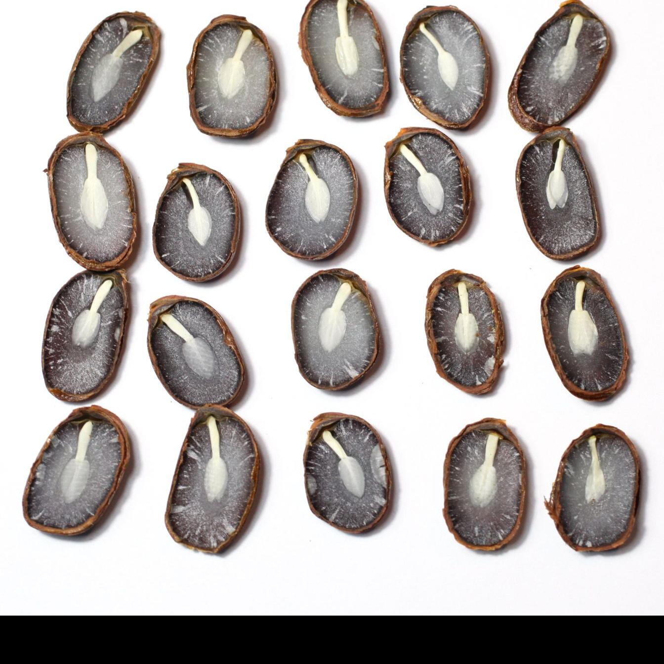 Persimmon Seeds Forecast Calls For Another Wet Mild Winter