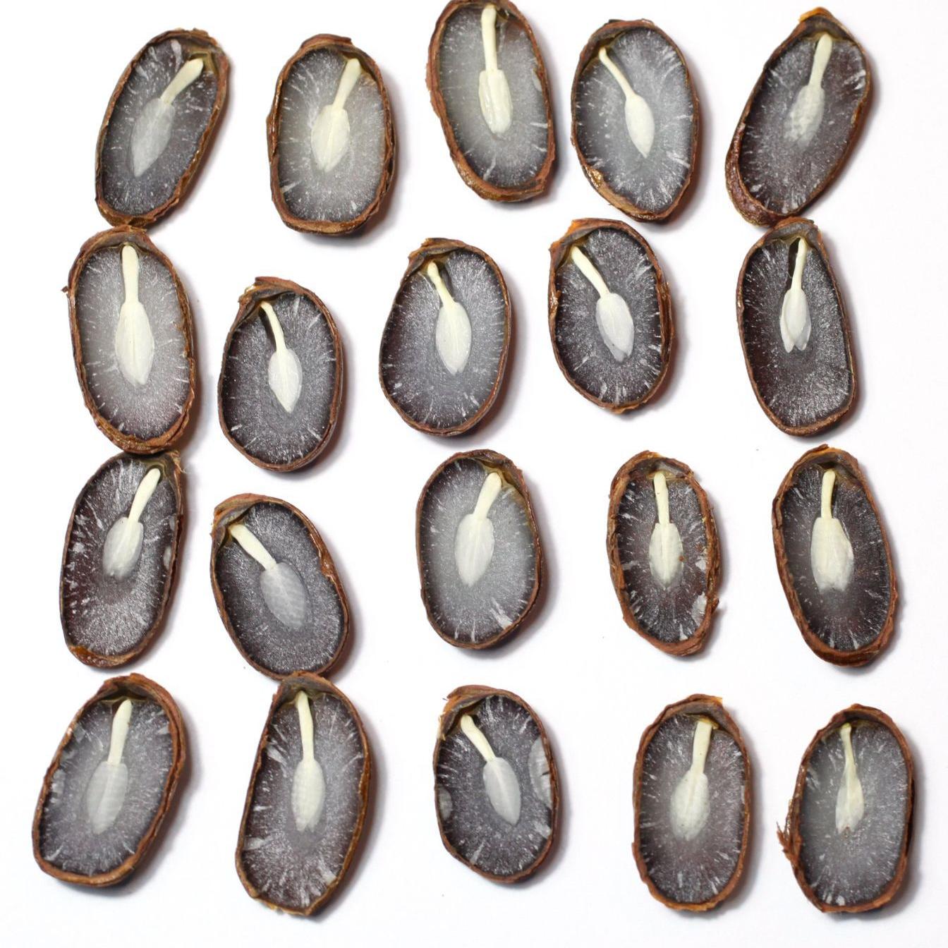 Persimmon Seeds Forecast Calls For Another Wet Mild Winter