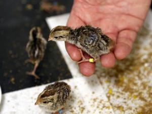 John Klein: Sutton Center asked to help save endangered bird after success with eagle repopulation