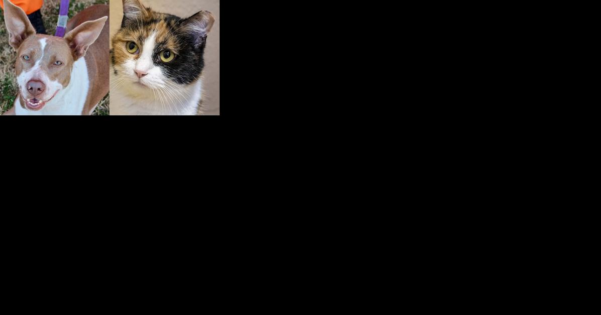 Pawsitively adorable: Meet 45 adoptable dogs and cats looking for love in the Tulsa area - Vimarsana News