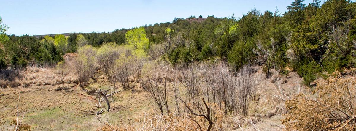 Red cedar eradication effort planned in Oklahoma would be a first  