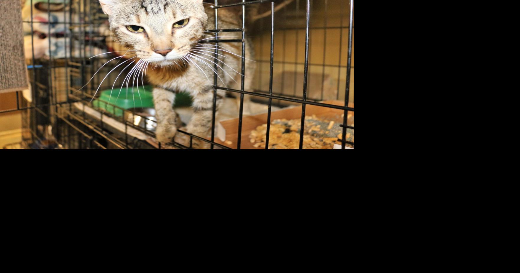 Sand Springs Animal Welfare officials hoping you can find far more to ‘Empty the Shelters’ party than just a name
