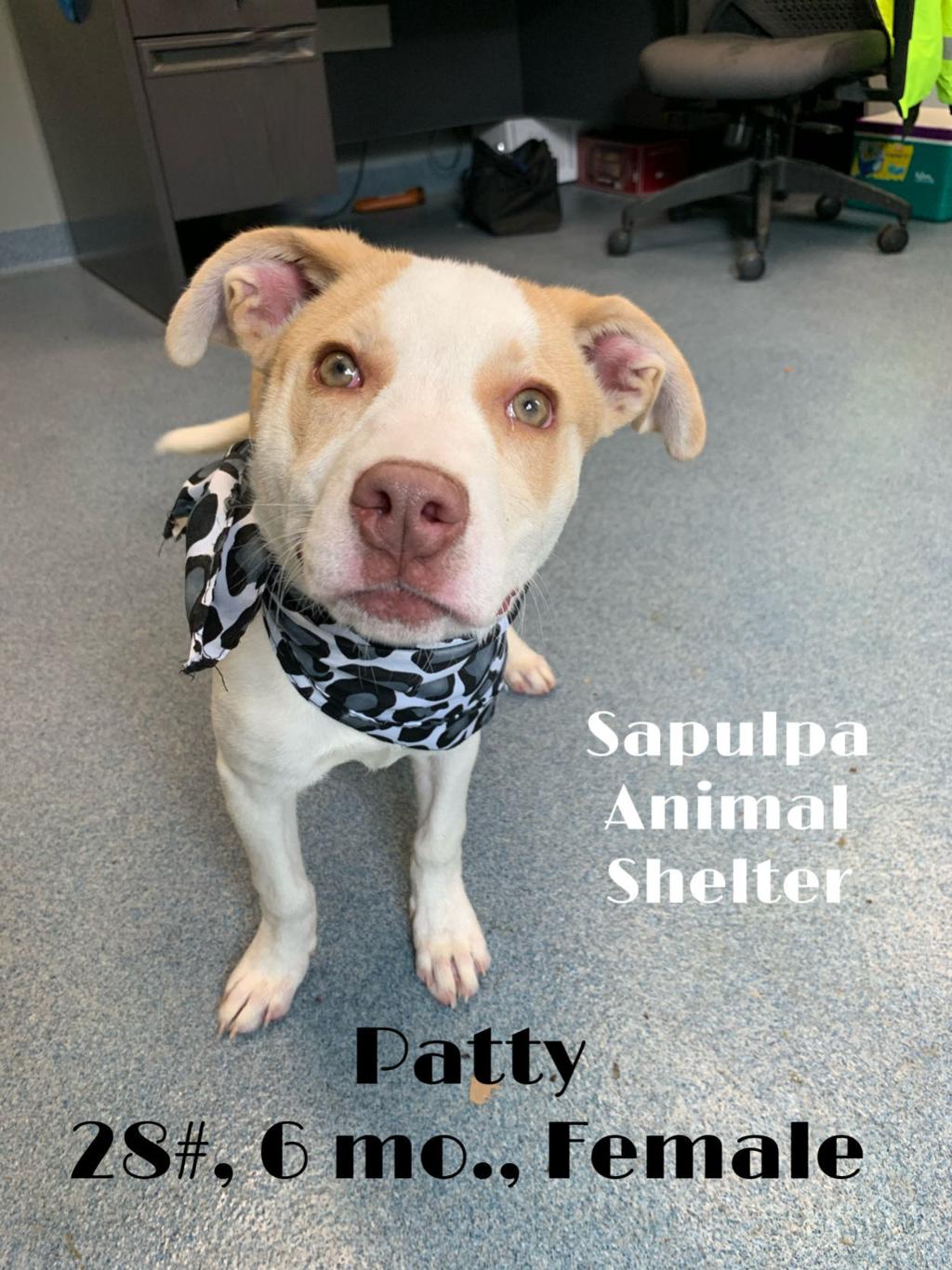 73 adoptable dogs