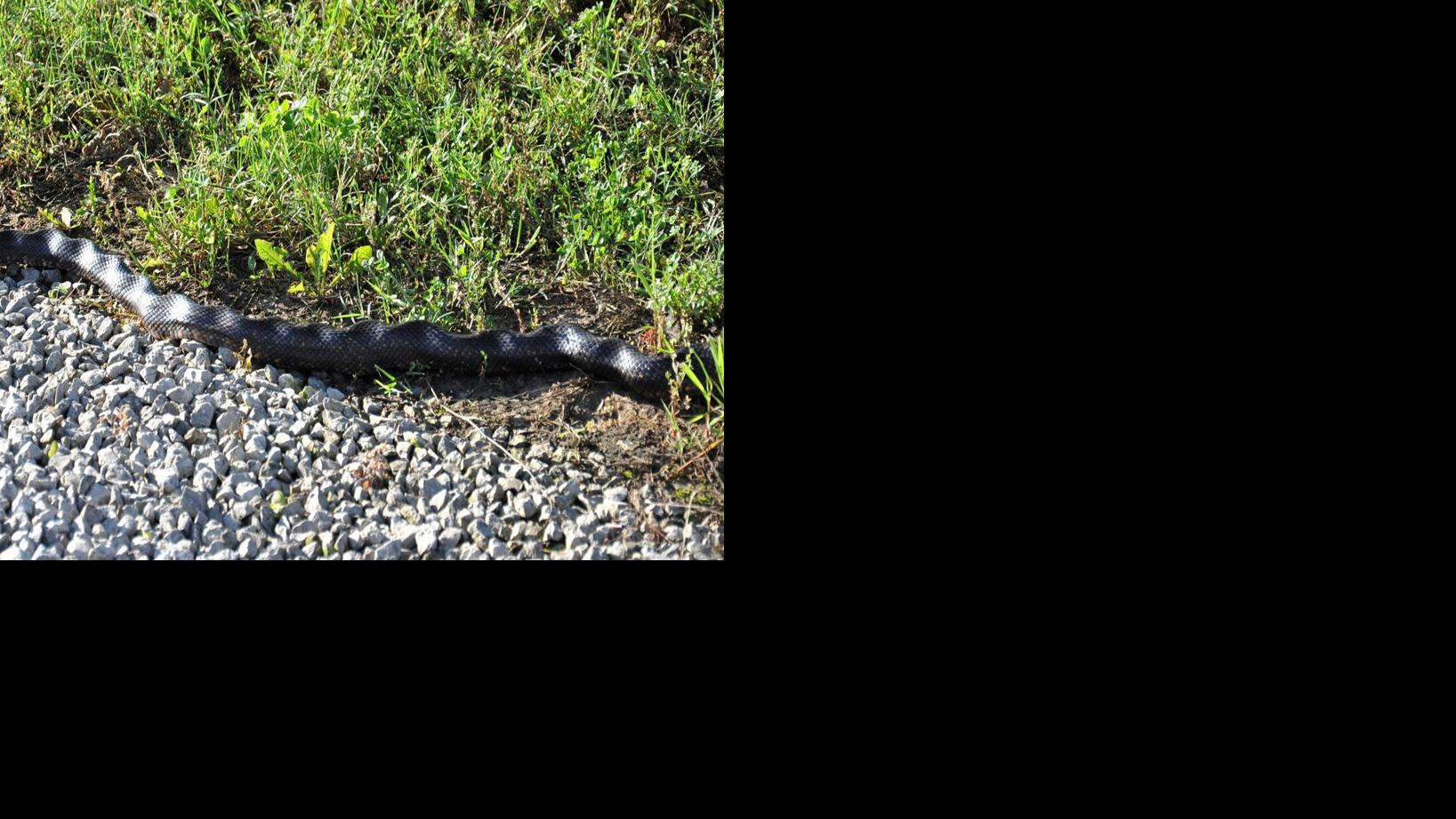 Rat snakes sometimes freeze with 'kinked' posture