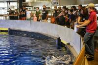 Oklahoma Aquarium sharks