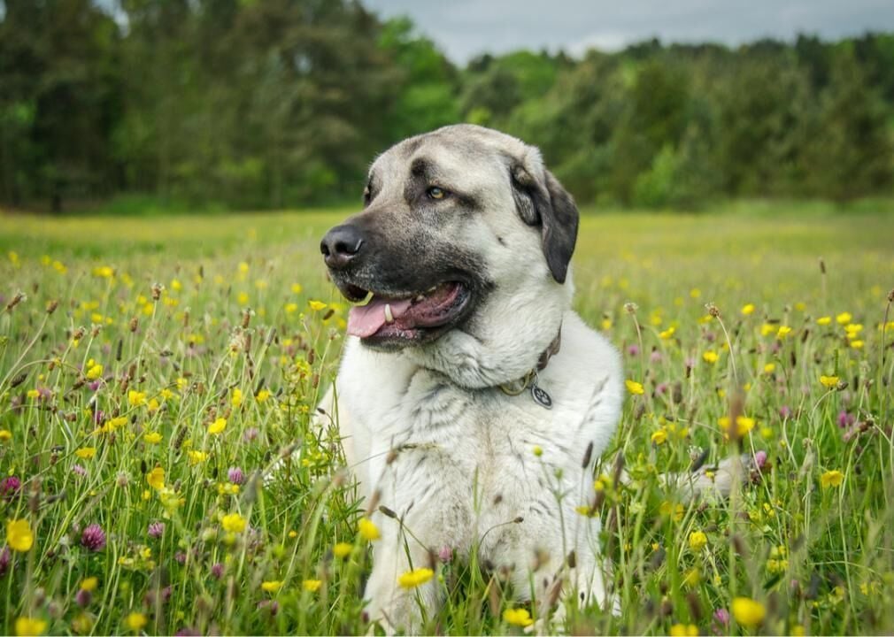 How fast can an anatolian hot sale shepherd run