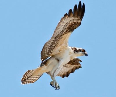 Bird Watch: Ospreys becoming more common in Oklahoma | Sports ...